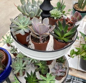 IMG_2648 | Larson’s Garden Center and Landscaping