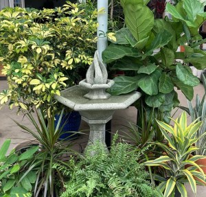 House plants | Larson’s Garden Center and Landscaping