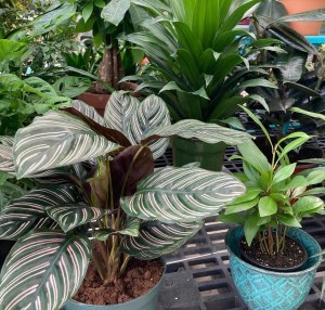 IMG_2650 | Larson’s Garden Center and Landscaping