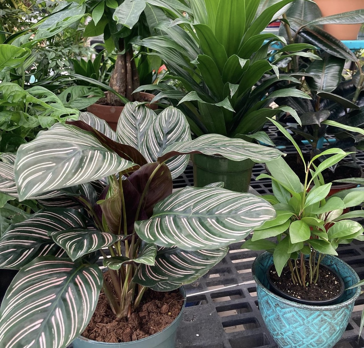 IMG_2650 | Larson’s Garden Center and Landscaping A collection of potted plants featuring a prominently striped Calathea plant in the foreground, alongside a smaller green plant in a patterned blue pot, with various lush green plants in the background.