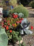 plant container with fall flowers and plants