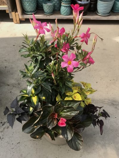 Plants arranged in a container