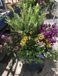 Container filled with flowers and plants