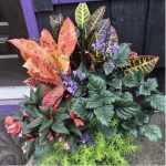 Plants with leave patterns, blooms, and texture planted in container