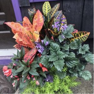 Plants with leave patterns, blooms, and texture planted in container