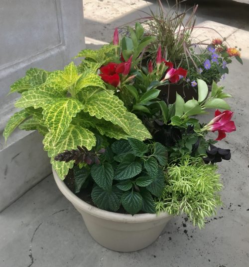 Flower plants arranged and planted in a container