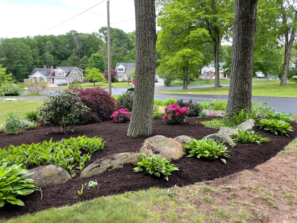 0DD740B2-DBEF-4734-AF4F-A88E50DF7160 | Larson’s Garden Center and Landscaping A landscaped garden featuring flowers, shrubs, and rocks, with two large trees in the center and houses visible in the background.