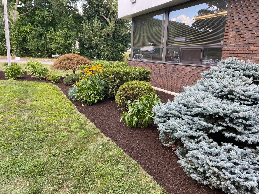 trimming | Larson’s Garden Center and Landscaping Landscape view featuring various shrubs and flowers, including a blue spruce, arranged along the base of a building, with freshly laid mulch and grassy areas.