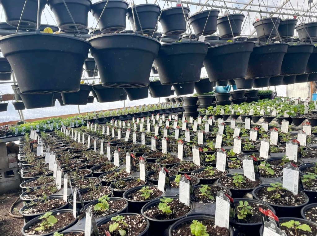 Grower’s Greenhouse inside