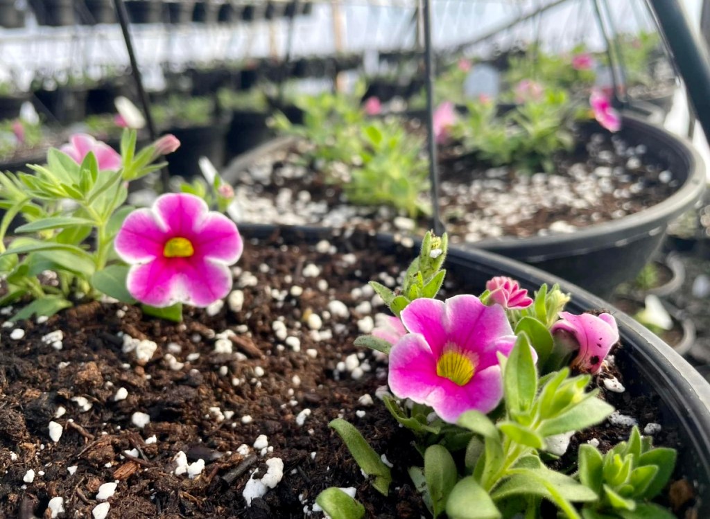Grower’s Greenhouse inside