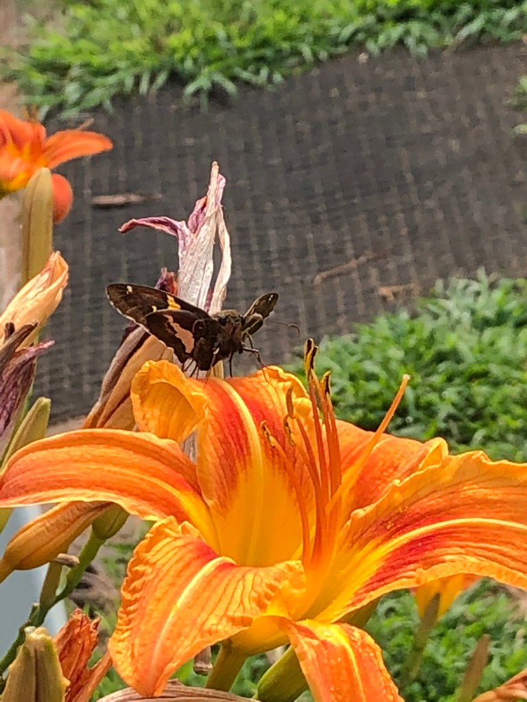 D704A86B-569E-465D-9F6D-6AD205B5C42D | Larson’s Garden Center and Landscaping A butterfly resting on a vibrant orange flower with curving petals, surrounded by green foliage.