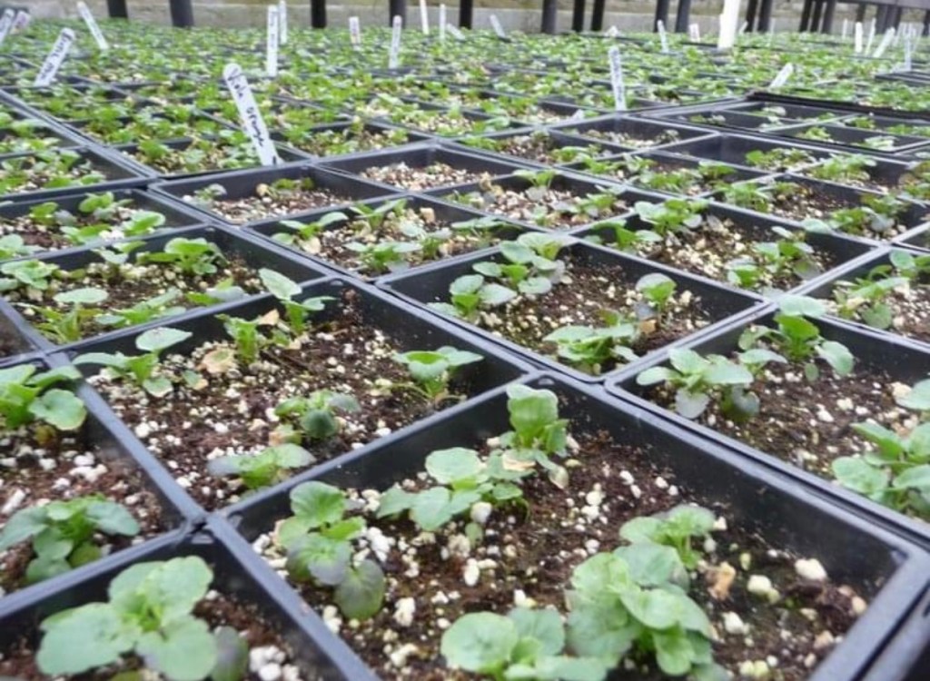 Grower’s Greenhouse inside