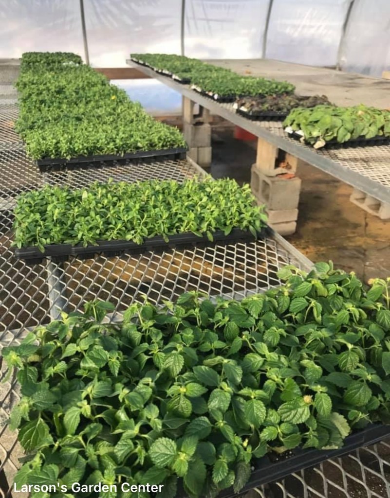 Grower’s Greenhouse inside