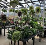 Houseplants | Larson’s Garden Center and Landscaping House plants