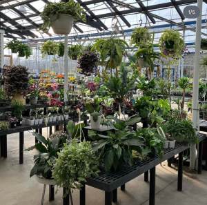 Houseplants | Larson’s Garden Center and Landscaping House plants