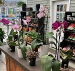 House plants | Larson’s Garden Center and Landscaping House plants