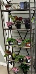 Houseplants | Larson’s Garden Center and Landscaping House plants