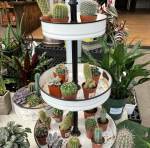 Houseplants | Larson’s Garden Center and Landscaping House plants