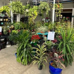 IMG_3713 | Larson’s Garden Center and Landscaping