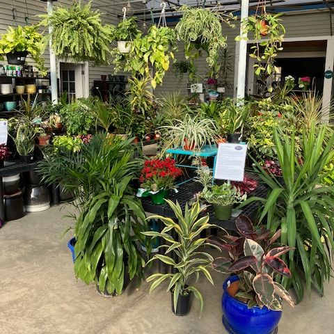 IMG_3713 | Larson’s Garden Center and Landscaping A vibrant plant nursery featuring a variety of potted plants, including hanging plants, tropical foliage, and flowering plants, arranged on shelves and tables.