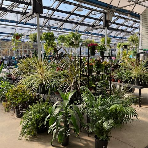 Plants | Larson’s Garden Center and Landscaping Plants