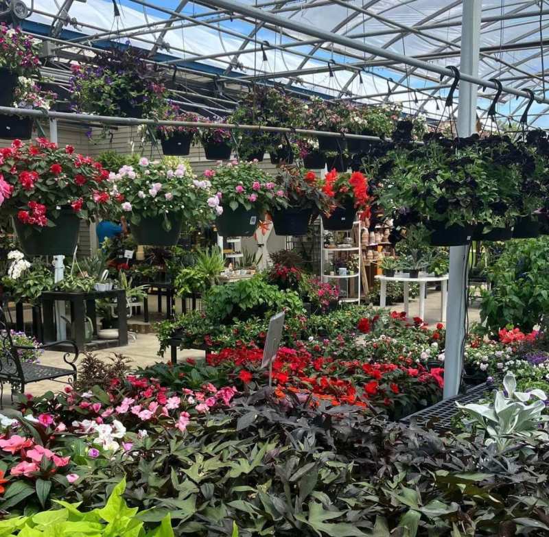 Hanging flower baskets