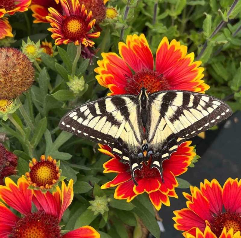 Larson’s Garden Center and Landscaping | Larson’s Garden Center and Landscaping Butterfly landing on flowers