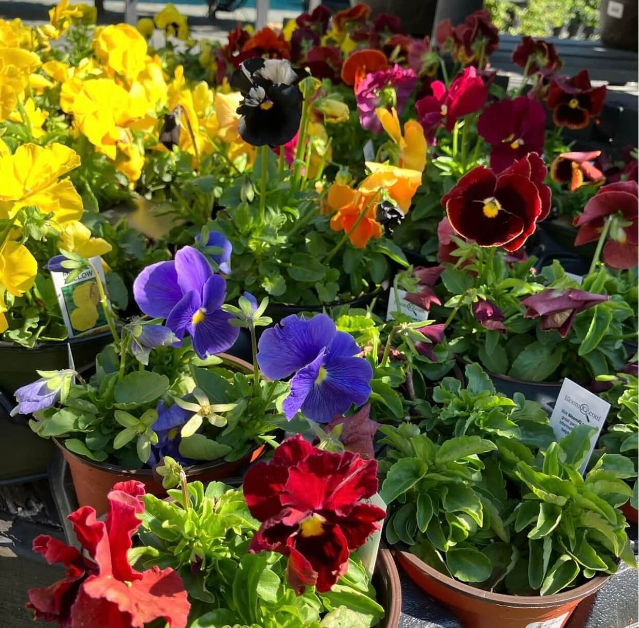 Larson’s Garden Center 2024 Fall Time