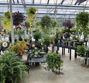 Larson’s Garden Center and Landscaping | Larson’s Garden Center and Landscaping Plants