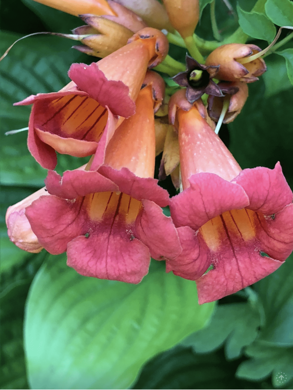 Larson’s Garden Center and Landscaping | Larson’s Garden Center and Landscaping Blog