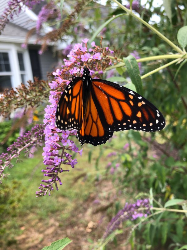 Larson’s Garden Center and Landscaping | Larson’s Garden Center and Landscaping Butterfly on a butterfly bush blossom