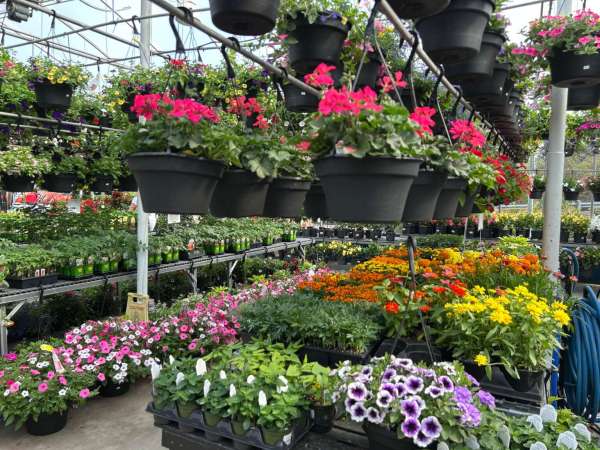Larson’s Garden Center and Landscaping | Larson’s Garden Center and Landscaping Hanging flower baskets