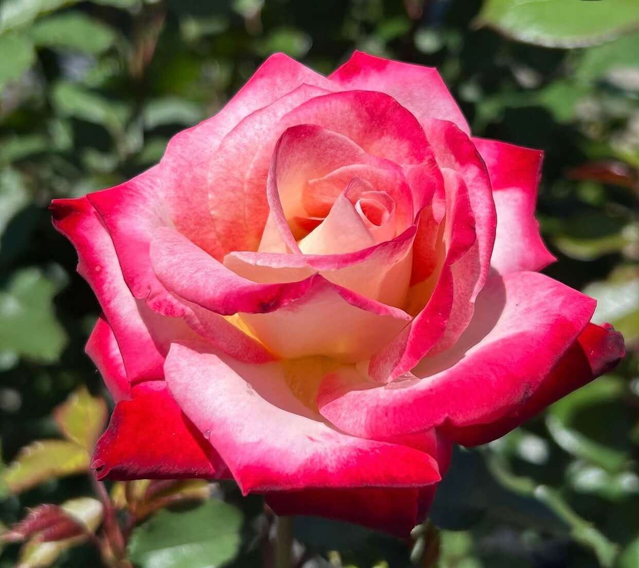 Roses