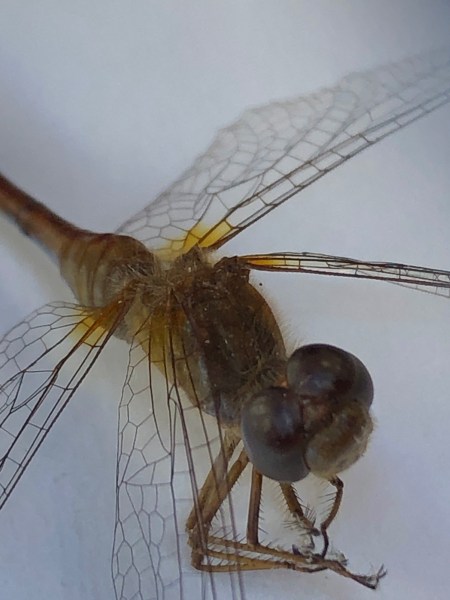 Larson’s Garden Center and Landscaping | Larson’s Garden Center and Landscaping Dragonfly — Natural Mosquito Control Dragonflies are important predators that help keep mosquito and flying insect populations in check throughout the landscape.