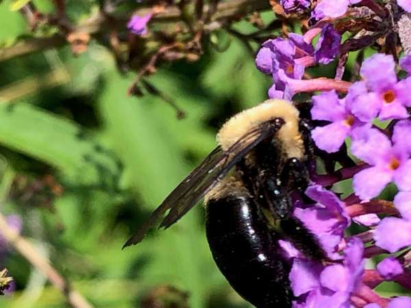 Larson’s Garden Center and Landscaping | Larson’s Garden Center and Landscaping Common Eastern Bumble bee