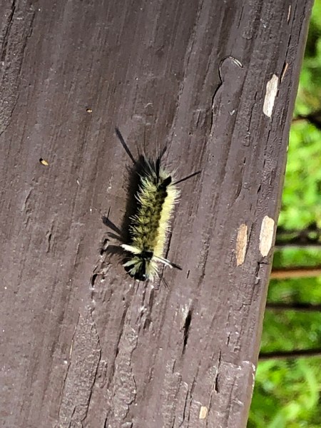 Larson’s Garden Center and Landscaping | Larson’s Garden Center and Landscaping That’s a tussock moth caterpillar, most likely a White-Marked Tussock Moth caterpillar