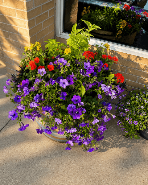 Designer Planter by Kaitlyn Larson | Larson’s Garden Center and Landscaping Planter filled with specific flowers to enhance the entrance of this business