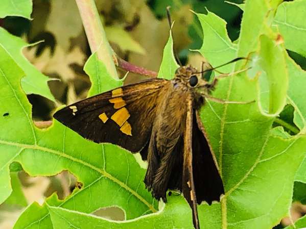 Larson’s Garden Center and Landscaping | Larson’s Garden Center and Landscaping Skipper butterfly