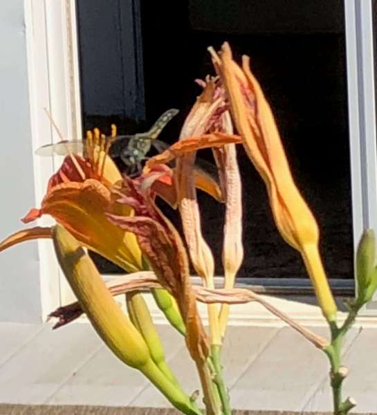 Larson’s Garden Center and Landscaping | Larson’s Garden Center and Landscaping Dragon fly on a dried day liky