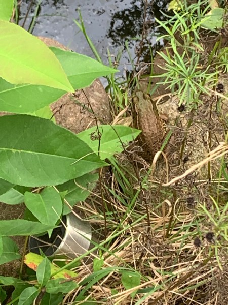 Larson’s Garden Center and Landscaping | Larson’s Garden Center and Landscaping Green frog