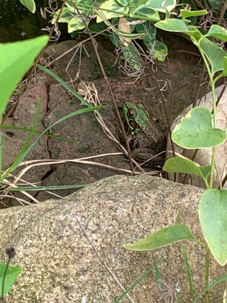Larson’s Garden Center and Landscaping | Larson’s Garden Center and Landscaping Green frog