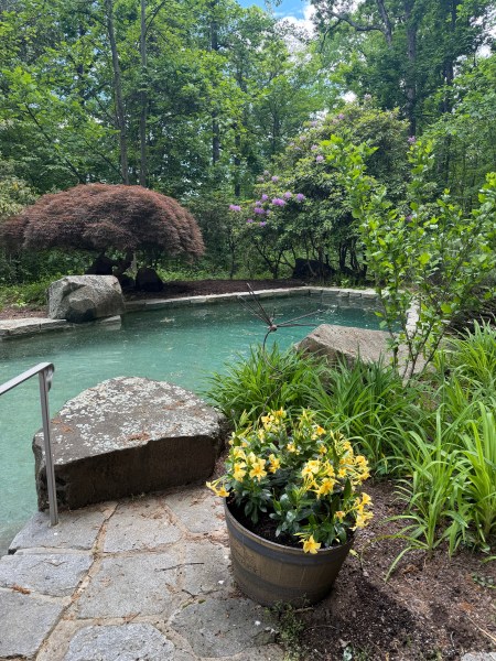 Larson’s Garden Center and Landscaping | Larson’s Garden Center and Landscaping Planter near pool 2026