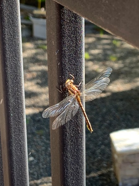 Larson’s Garden Center and Landscaping | Larson’s Garden Center and Landscaping Meadowhawk dragonfly