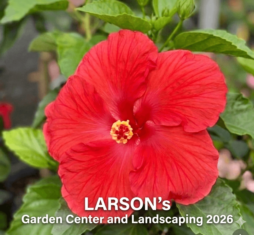Hibiscus flower bloom