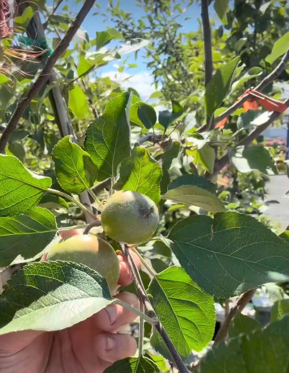 Apple trees