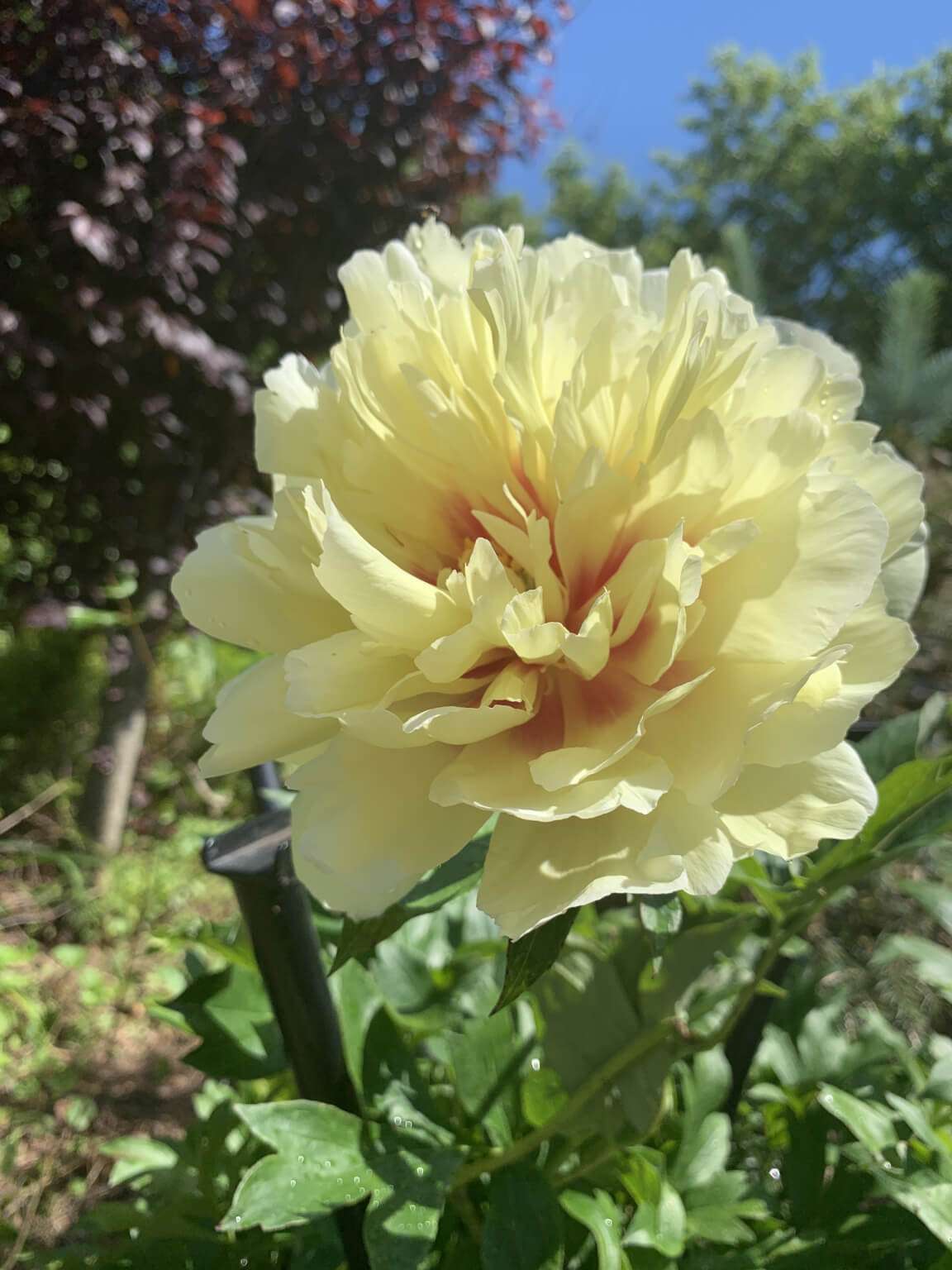 Peony