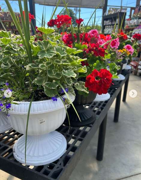 Larson’s Garden Center and Landscaping | Larson’s Garden Center and Landscaping In store patio planters 2026 June