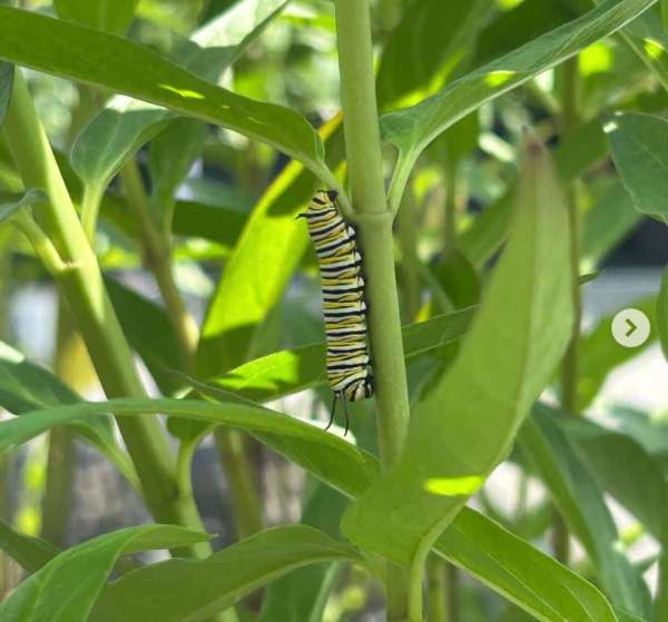 Larson’s Garden Center and Landscaping | Larson’s Garden Center and Landscaping Monarch Butterfly found its way to our Milkweeds