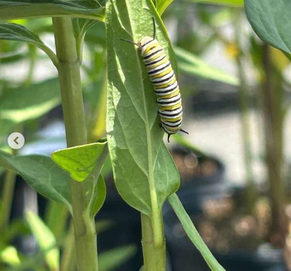 Monarch Butterfly found its way to our Milkweeds | Larson’s Garden Center and Landscaping Monarch Butterfly going through its birthi g process