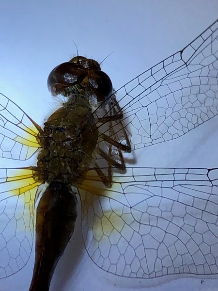 Larson’s Garden Center and Landscaping | Larson’s Garden Center and Landscaping Dragon fly